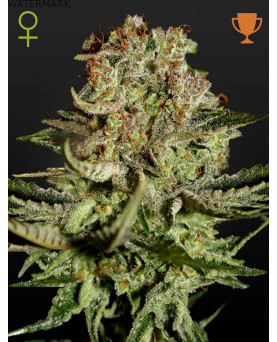 Full grown marijuana and cannabis flower of the Super Bud seed