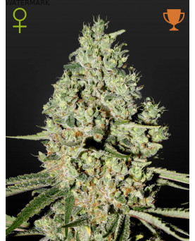 Full grown marijuana and cannabis flower of the Super Critical seed