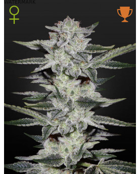 Full grown marijuana and cannabis flower of the Sweet Valley Kush seed