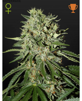 Full grown marijuana and cannabis flower of the Doctor seed