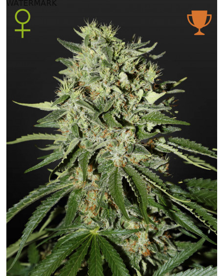 Full grown marijuana and cannabis flower of the Doctor seed