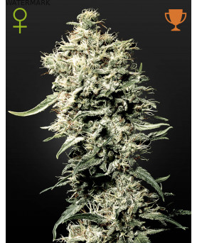 Full grown marijuana and cannabis flower of the White Rhino seed