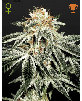 Full grown marijuana and cannabis flower of the White Widow seed