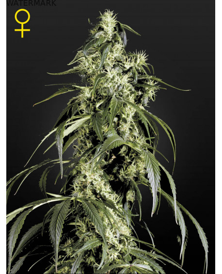 Full grown marijuana and cannabis flower of the Arjans Haze 1 seed