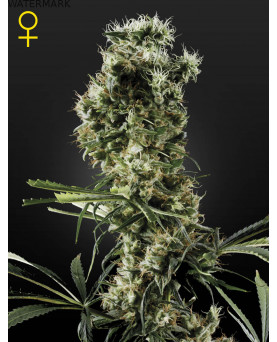 Full grown marijuana and cannabis flower of the Arjans Haze 2 seed