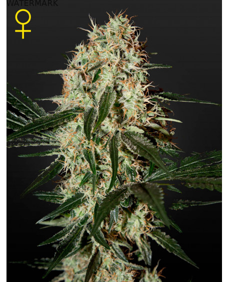 Full grown marijuana and cannabis flower of the Arjans Haze 3 seed