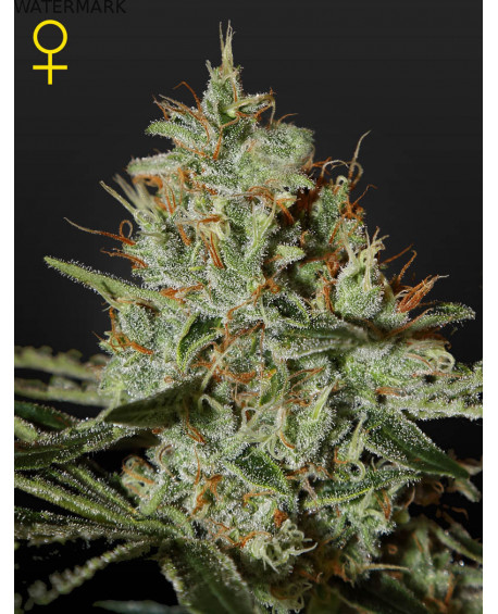 Full grown marijuana and cannabis flower of the Alaskan Ice seed
