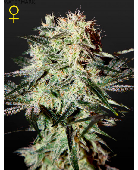 Full grown marijuana and cannabis flower of the Arjan's Strawberry Haze seed