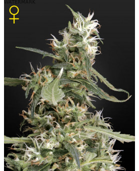 Full grown marijuana and cannabis flower of the Arjans Ultra Haze 1 seed