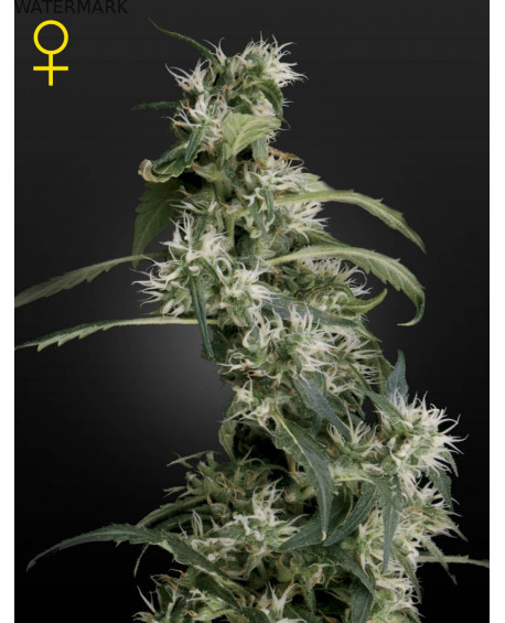 Full grown marijuana and cannabis flower of the Arjans Ultra Haze 2 seed with mango taste