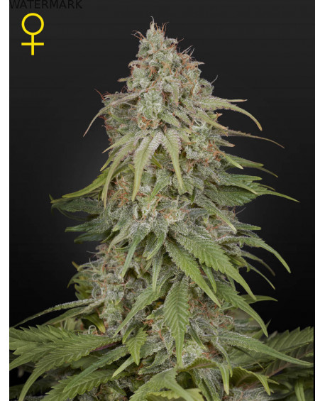Full grown marijuana and cannabis flower of the GH Amnesia seed