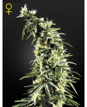 Full grown marijuana and cannabis flower of the Hawaiian Snow seed