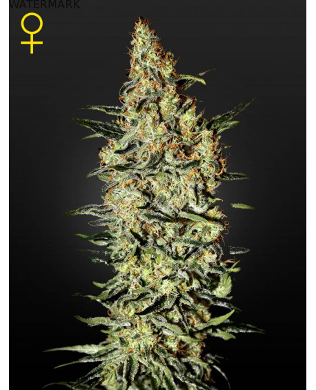 Full grown marijuana and cannabis flower of the Nevilles Haze seed