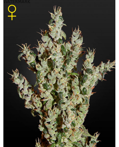 Full grown marijuana and cannabis flower of the NL5 Haze Mist seed