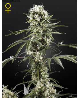 Full grown marijuana and cannabis flower of the Super Lemon Haze seed